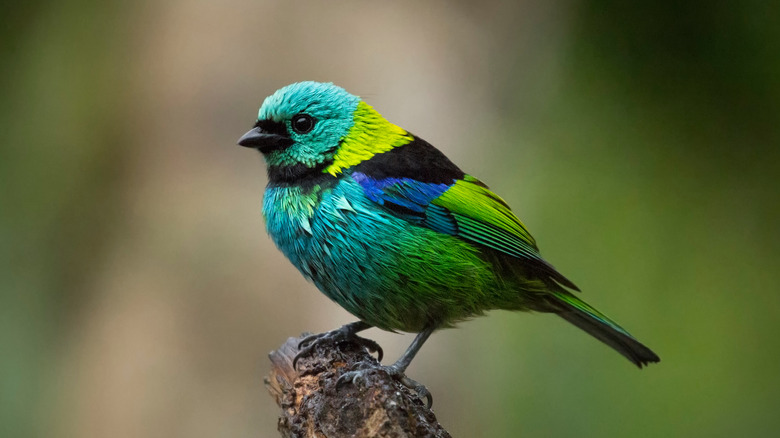 A Brazilian passerine