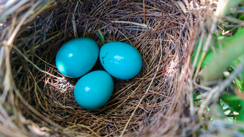 Eggs in a robin's nest 