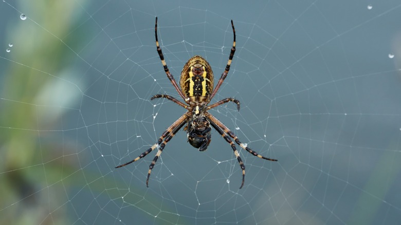 spider on web