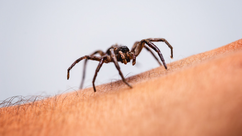 spider crawling up arm