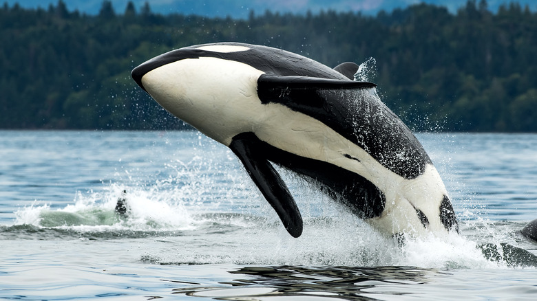 Orca leaping from the water