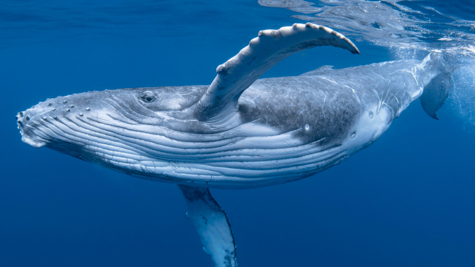 Do Whales Really Have Regional Accents?