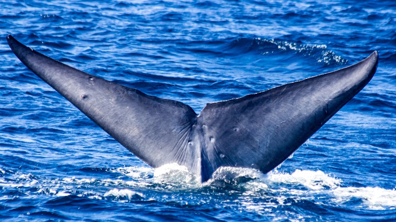 Blue whale fin above water