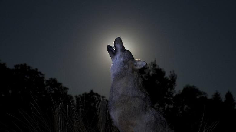 wolf howl