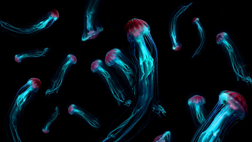 Background of Jellyfish Japanese Sea Nettle (Chrysaora pacifica) poisionous jellyfish. Blue neon glow light effect