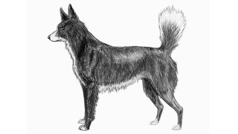 Tahltan Bear Dog