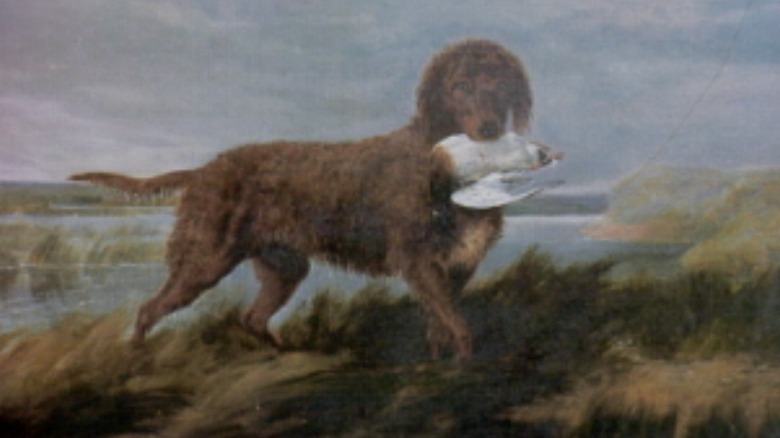 Tweed water spaniel