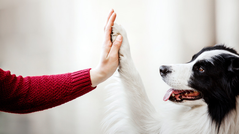 Border collie high fiving