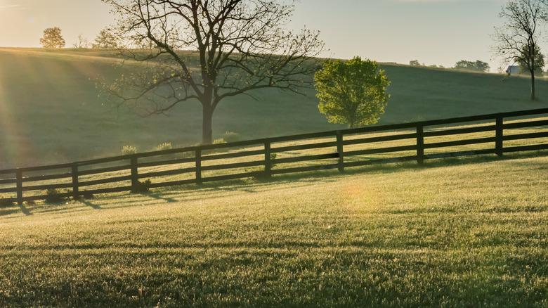 farm fence trees grass