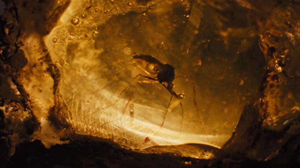 Mosquito in amber