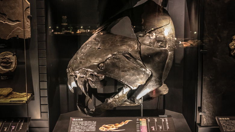 Dunkleosteus skull at museum