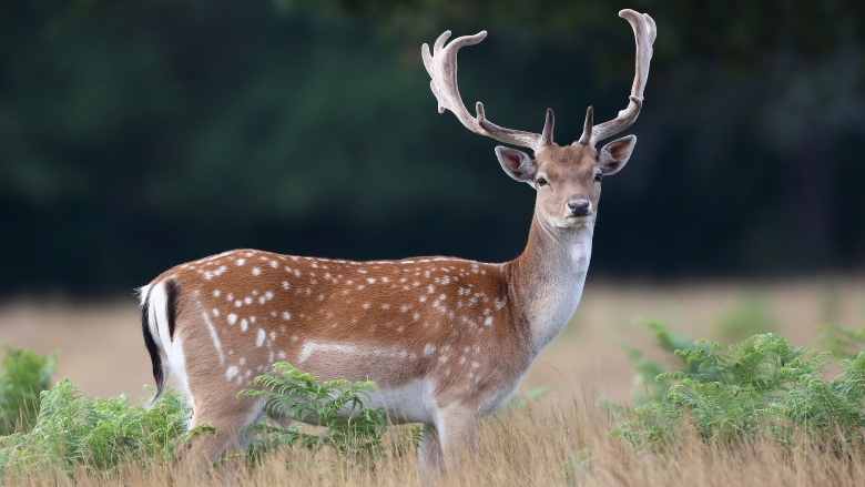 Deer urine farmer