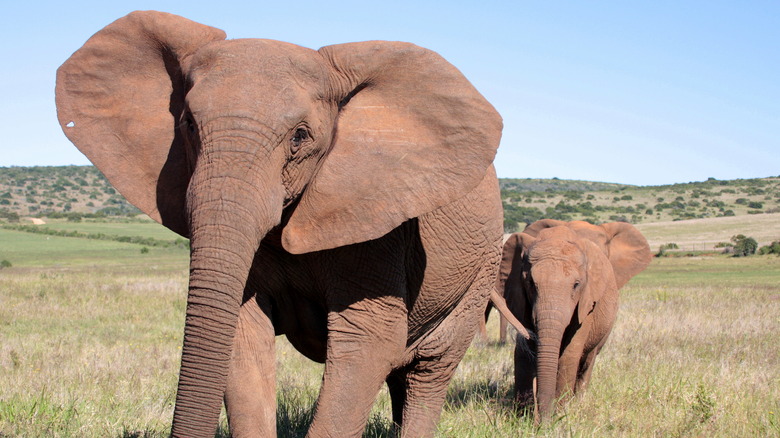 Tuskless female elephant 