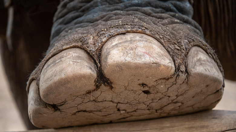 Close up of elephant foot 