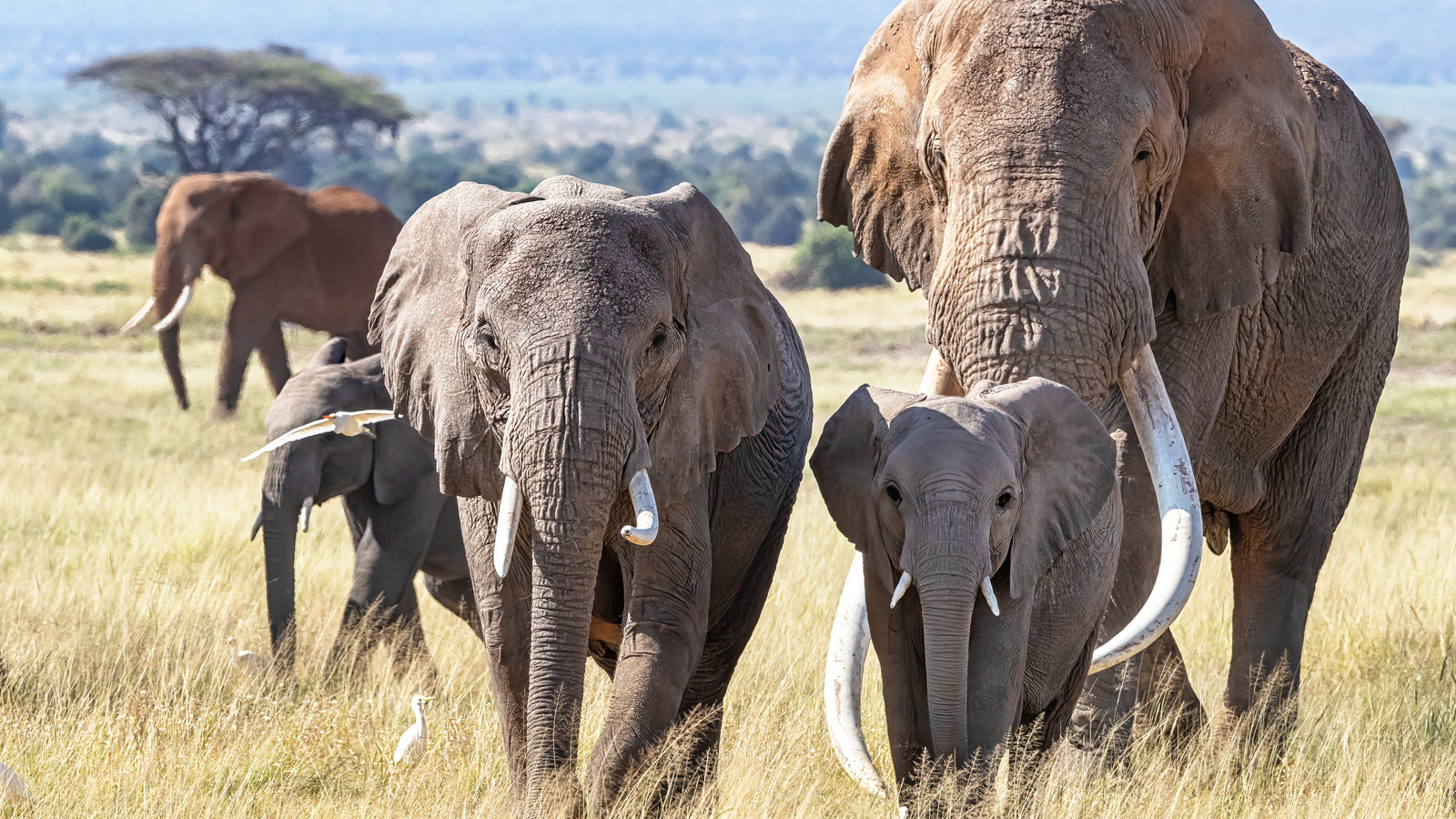 Elephants Use Their Feet In An Unexpected Way