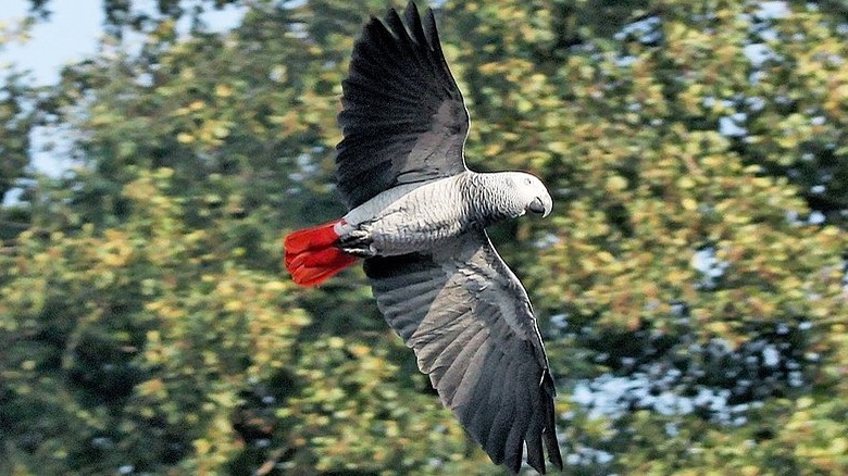 Wild grey african parrot in flight