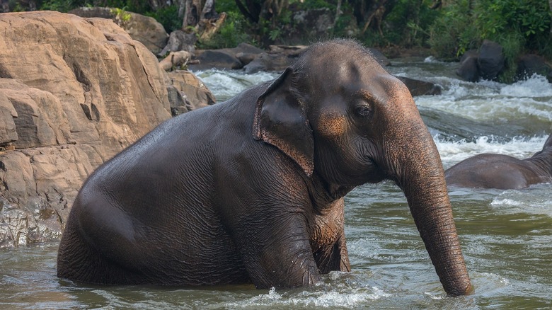 Asian elephant in Laos river