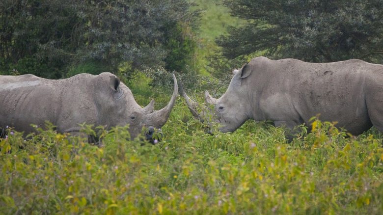 Black rhinos in the wild