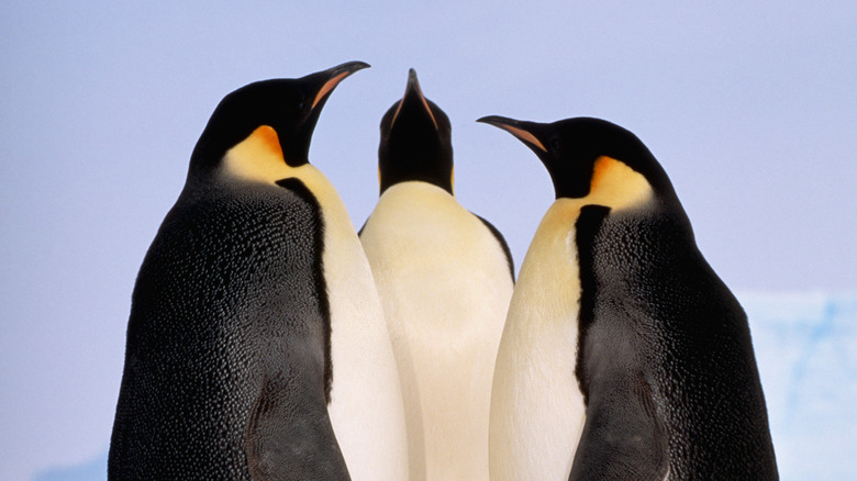 Three emperor penguins beaks raised