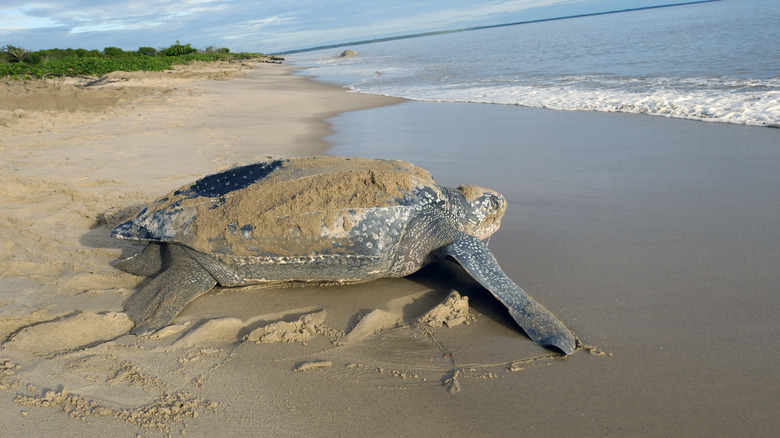 Leatherback turtle on beach