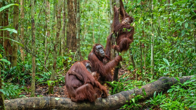 Adult and baby orangutans forest