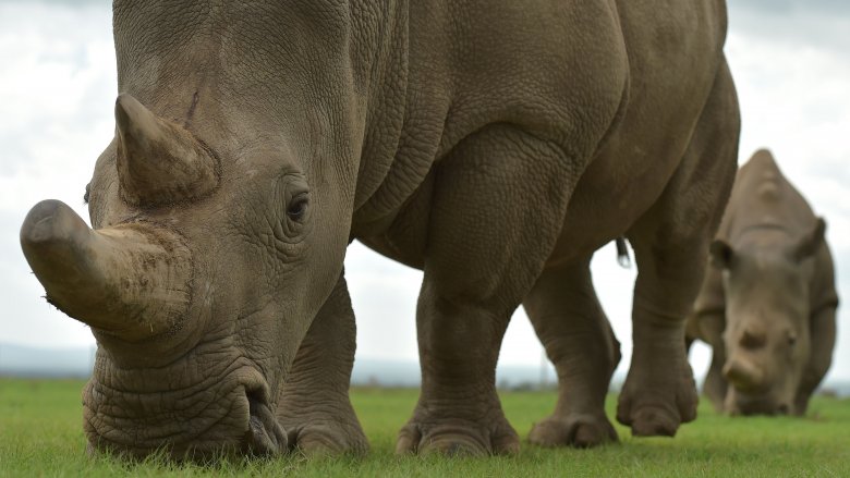 Northern white rhinos eating grass