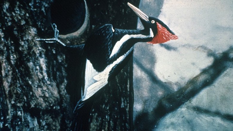 Ivory-billed woodpecker