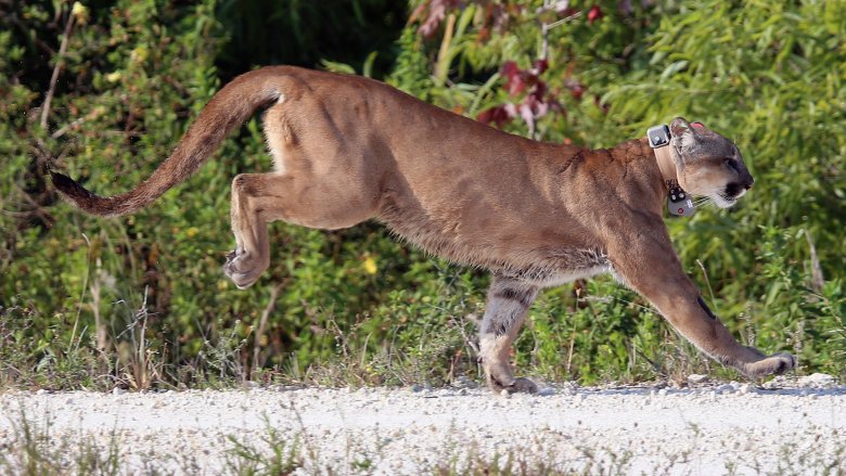 Florida panther running