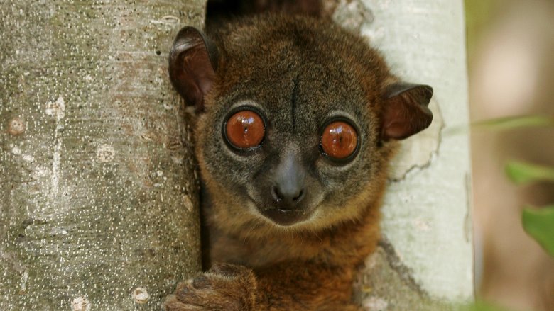 Northern sportive lemur on tree