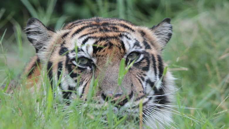 Tiger peering through tall grass