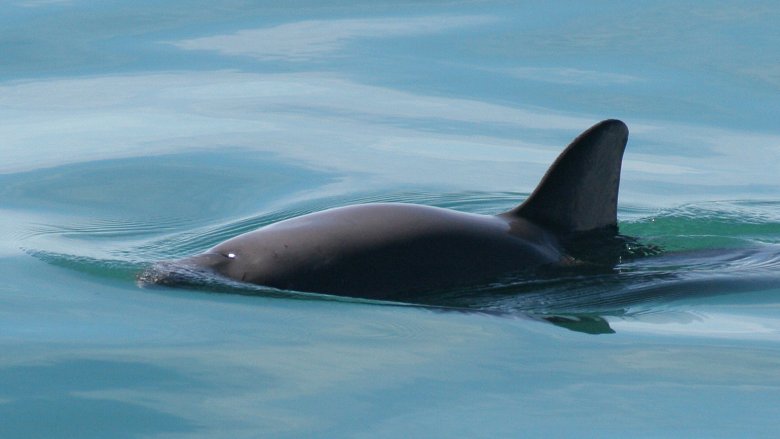 Vaquita in water