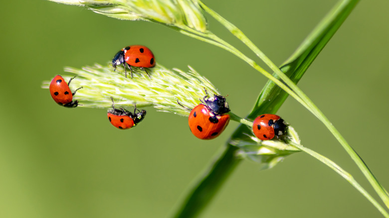 Lady bugs on green stem