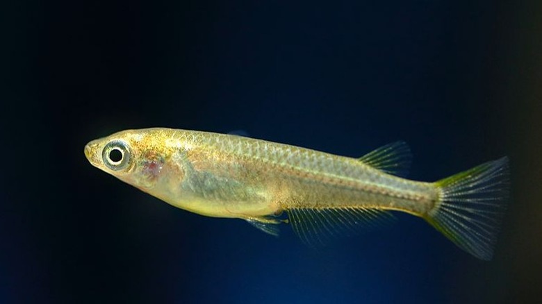 Japanese Medaka Fish swimming