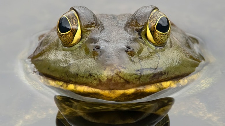 up close bullfrong peeking out of water