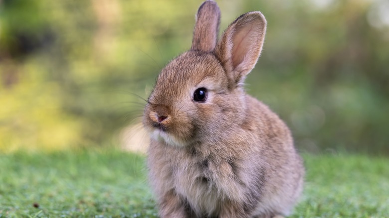 Rabbit in grass