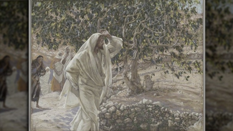 jesus cursing the fig tree