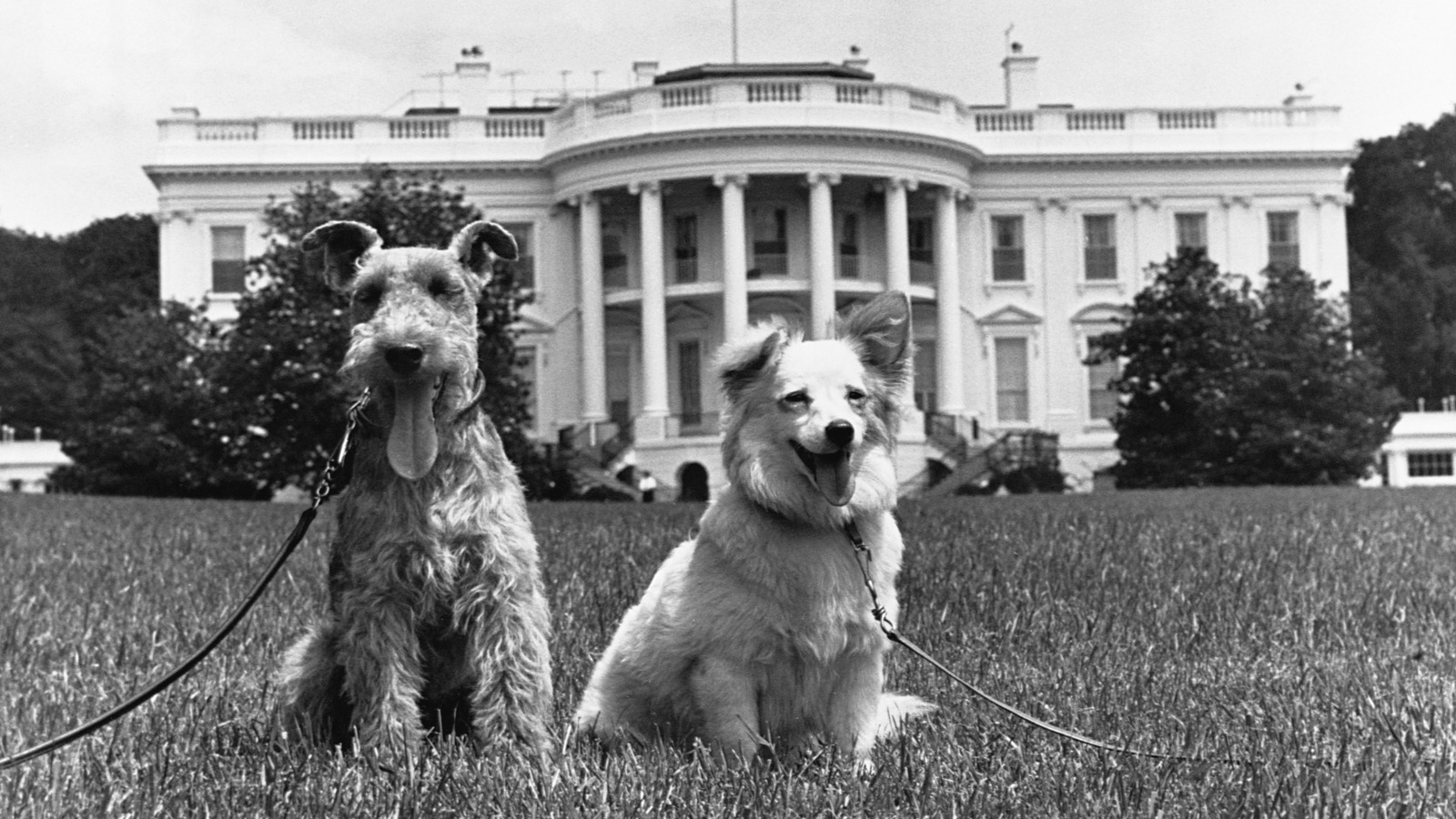 Every Pet In The Kennedy-Era White House