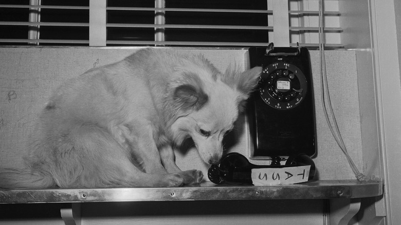 Pushinka Kennedy's dog on the phone