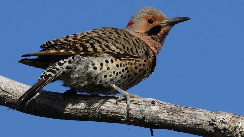 Northern flicker, also called Yellowhammer