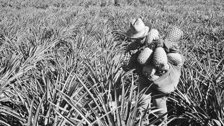 Black-and-white photo of pineapple harvester