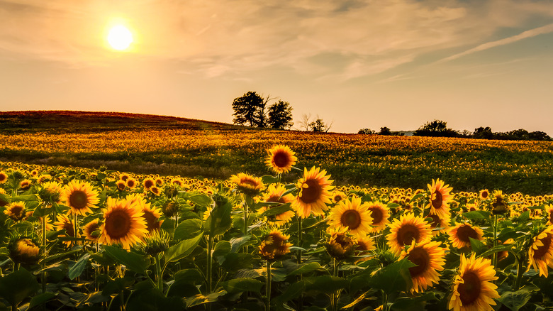 Kansas sunflower field and sunset