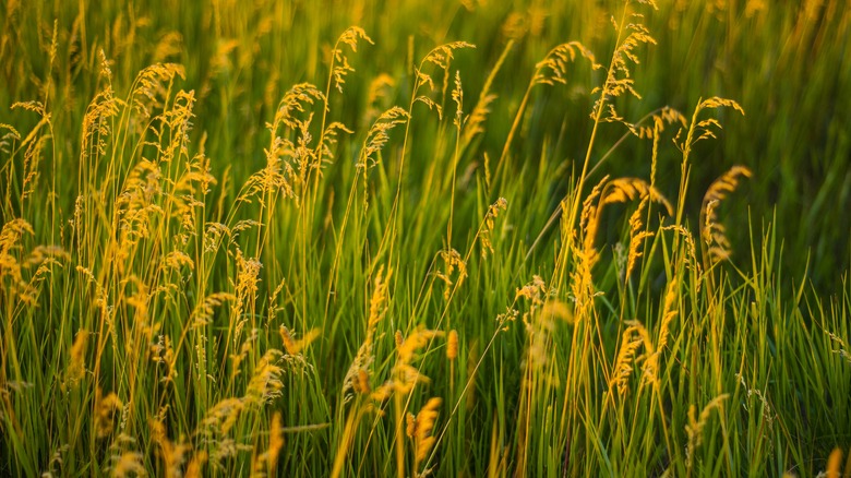 Field of Kentucky bluegrass