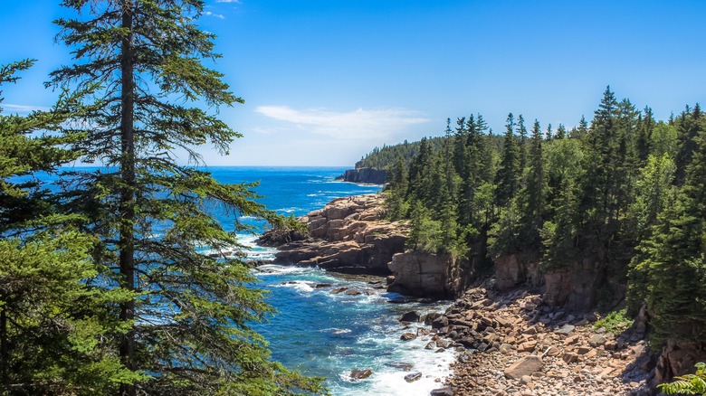 Maine coastline and pine forest