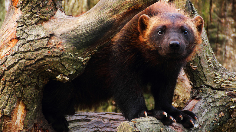 Wolverine on a fallen lock