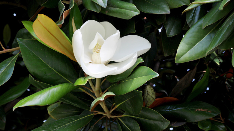 Magnolia tree blossom in bloom