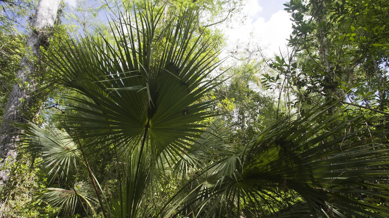 Palmetto tree fronds