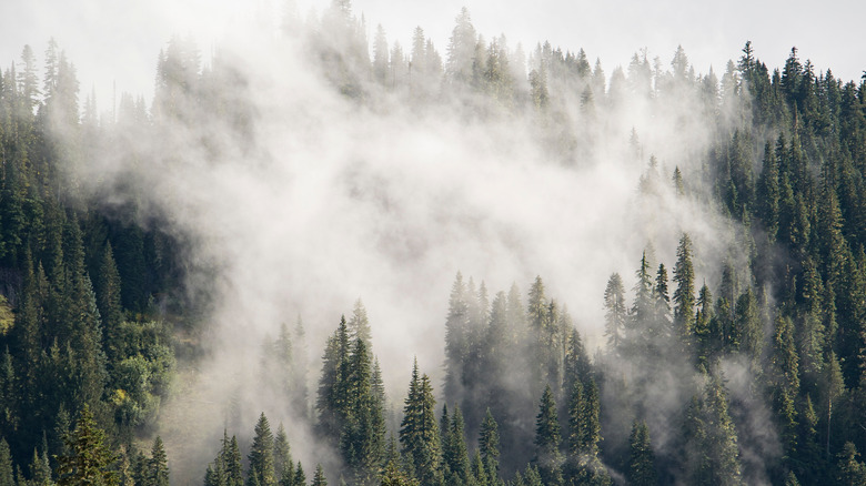 Washington state pine trees, fog