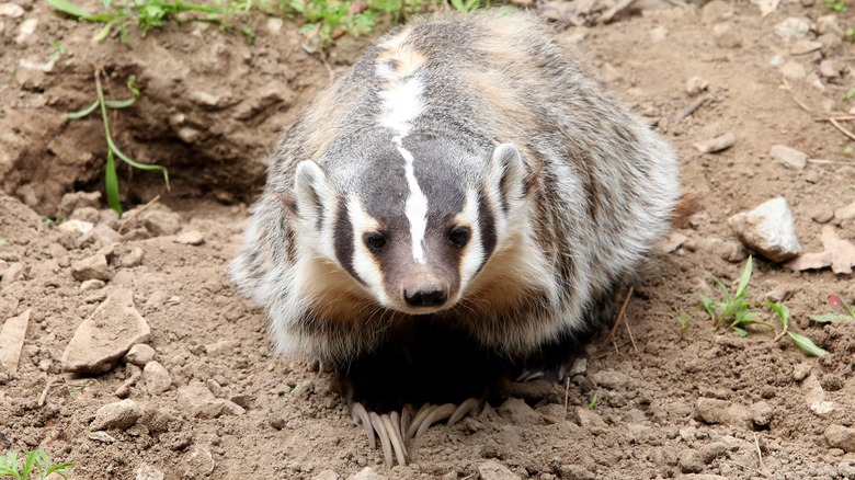 American badger, long digging claws