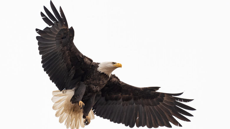 bald eagle in flight