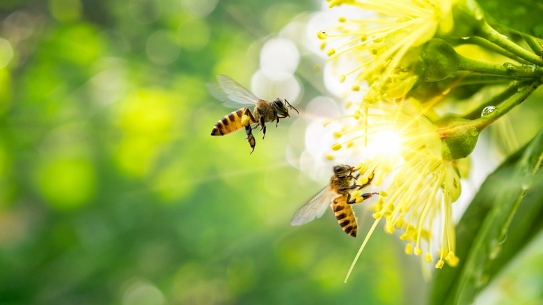 bees on a flower